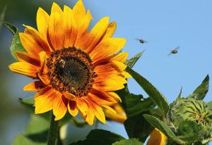 busy-bees-on-sunflower-cindi-ressler